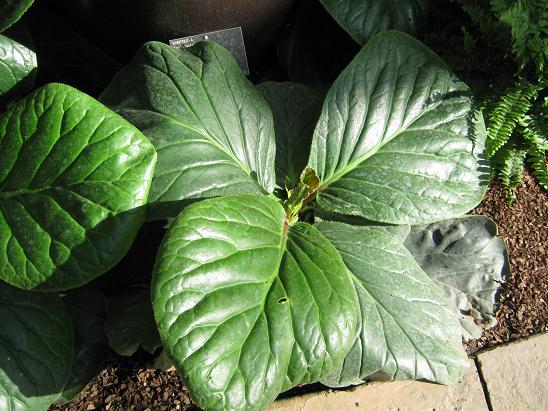 Bergenia ciliata 