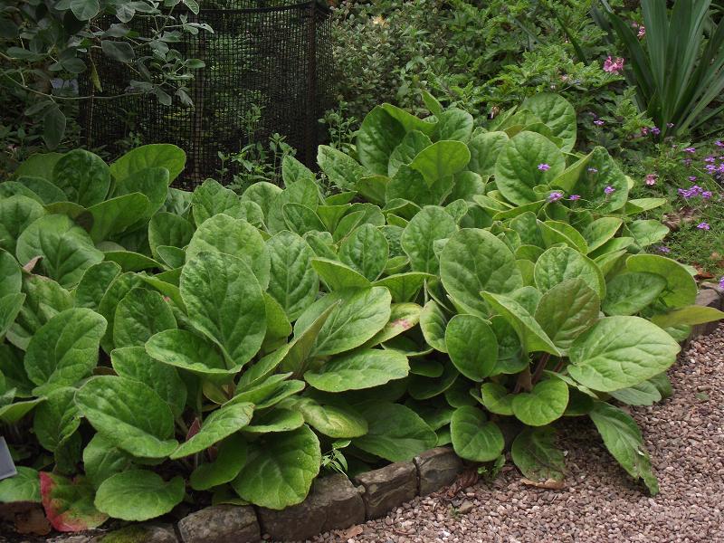 Bergenia ciliata f ciliata 