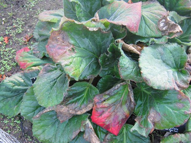 Bergenia ciliata f ligulata 