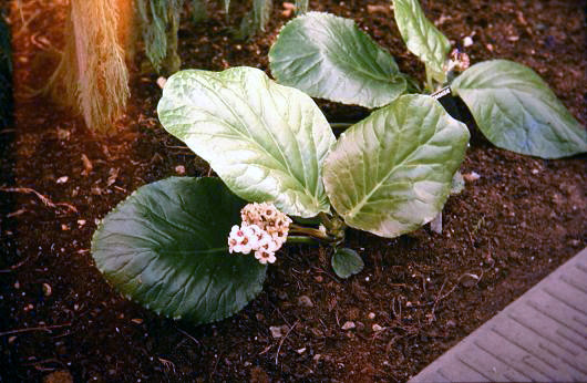 Bergenia ciliata f ligulata 
