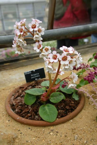 Bergenia pacumbis 