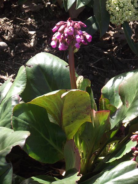 Bergenia purpurascens 