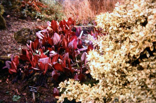 Bergenia purpurascens 