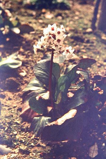 Bergenia 'Silberlicht' 