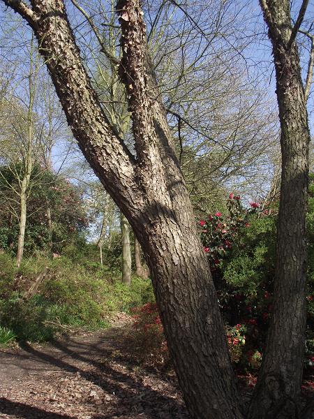 Betula nigra 