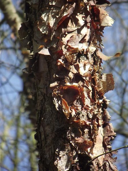 Betula nigra 