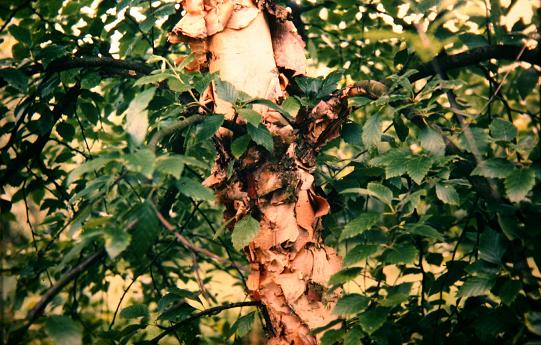 Betula nigra 