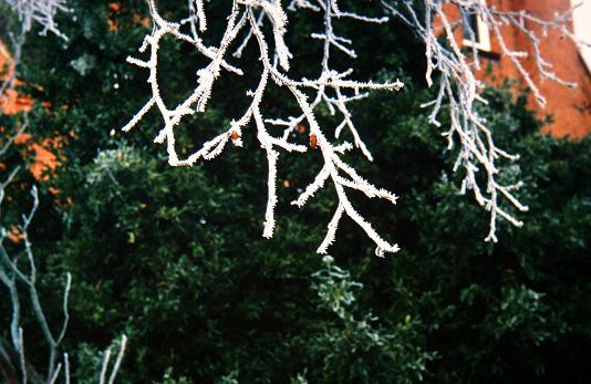 Betula pendula 