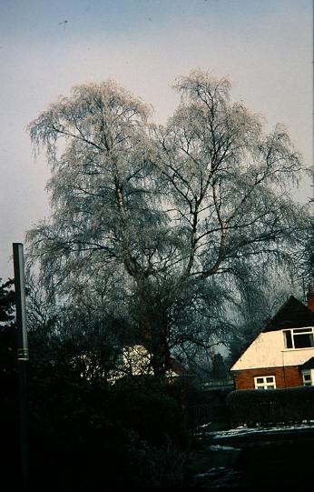 Betula pendula 