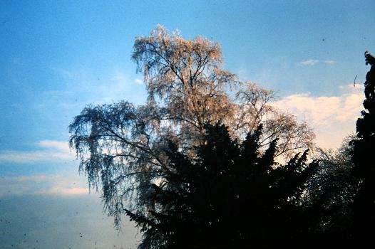 Betula pendula 