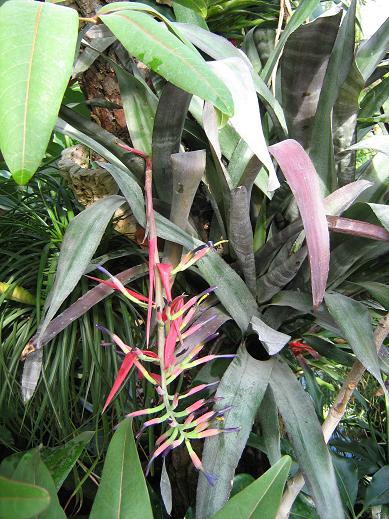 Billbergia 