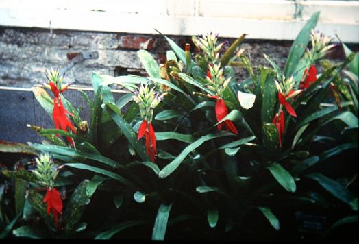 Billbergia bucholtzii 