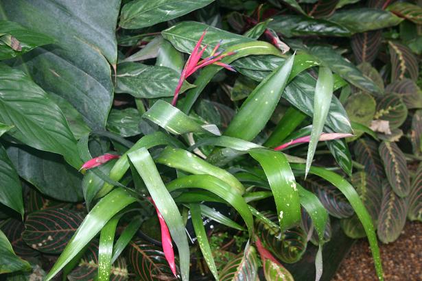 Billbergia chlorosticta 