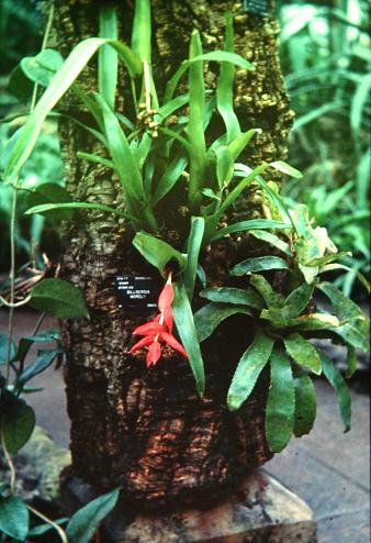 Billbergia morellii 