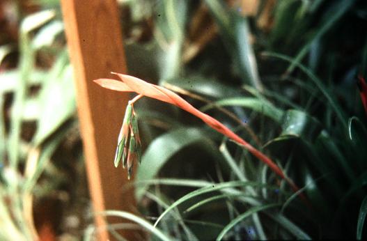 Billbergia nutans 