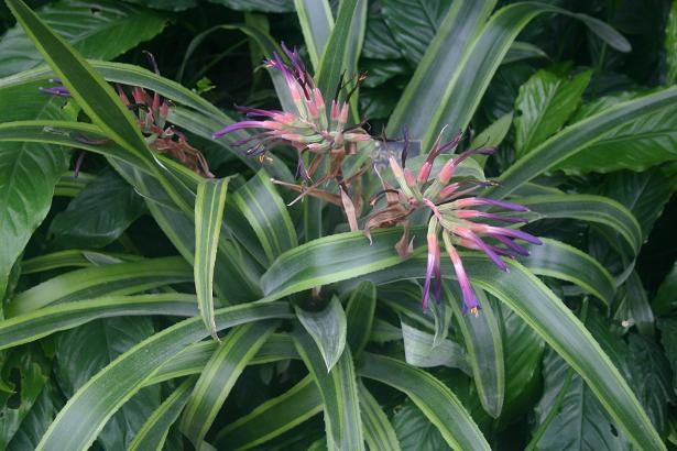 Billbergia pyramidalis var concolor 