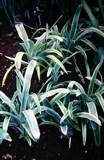 Billbergia pyramidalis 'Striata' 