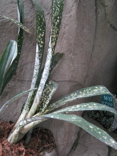 Billbergia vittata 