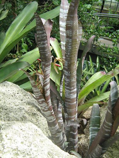 Billbergia vittata 