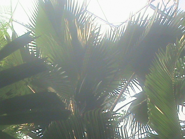 Bismarckia nobilis 