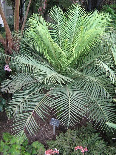 Blechnum magellanicum 