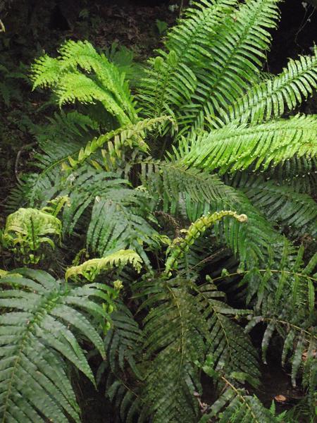 Blechnum magellanicum 