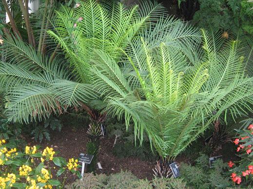 Blechnum magellanicum 