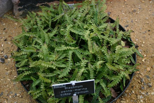 Blechnum penna-marina ssp. alpinum 