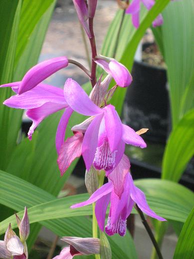 Bletilla striata 