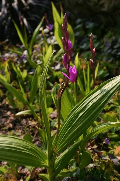 Bletilla striata 