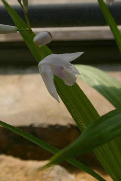 Bletilla striata f. gebina 