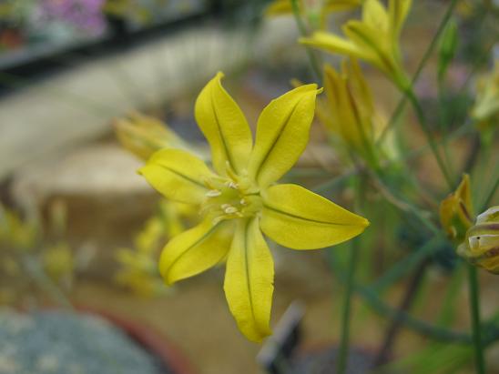 Bloomeria crocea 