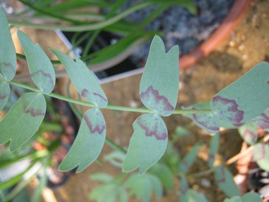 Bongardia chrysogonum 