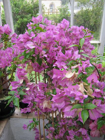 Bougainvillea glabra 