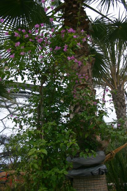 Bougainvillea glabra 