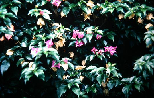 Bougainvillea glabra 