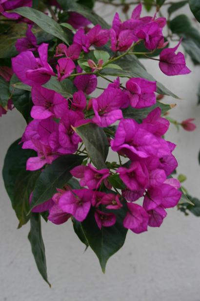 Bougainvillea glabra 