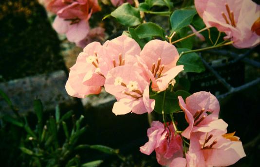 Bougainvillea 'Rosenka' 