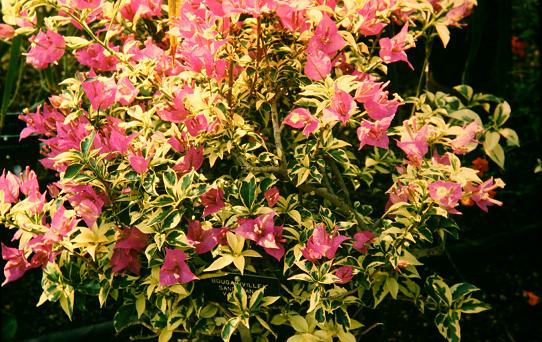 Bougainvillea 'Sanderiana Variegata' 