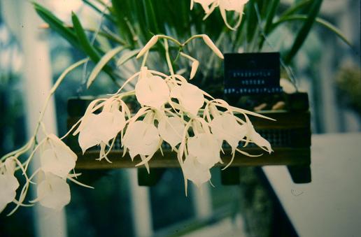 Brassavola nodosa 'Grandiflora' 