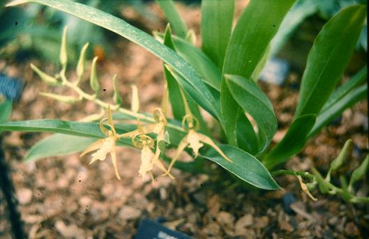 Brassia lanceana 