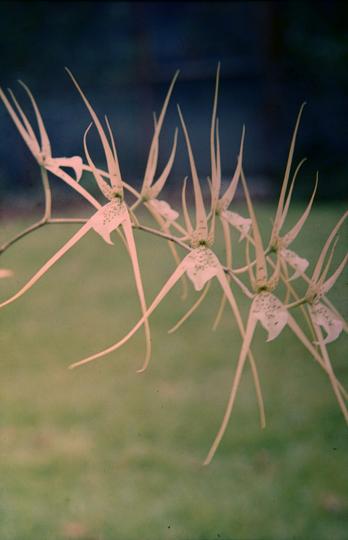 Brassia verrucosa 