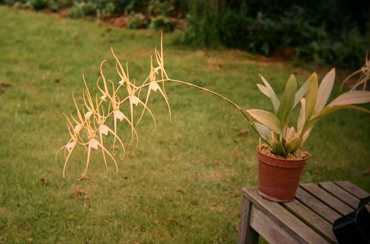 Brassia verrucosa 