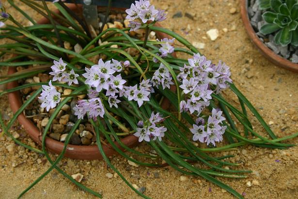 Brimeura fastigiata 