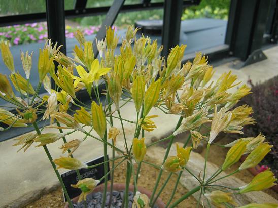 Brodiaea ixioides 