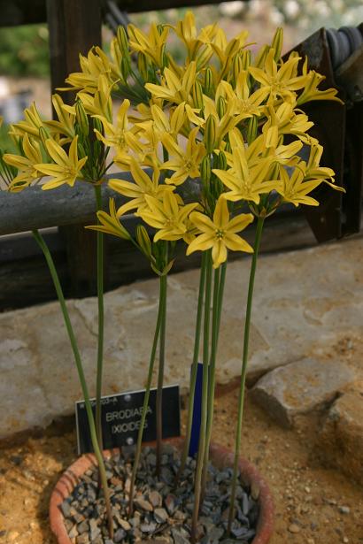 Brodiaea ixioides 