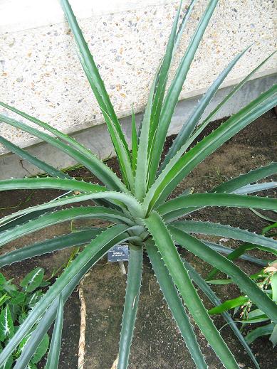 Bromelia antiacantha 