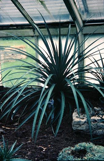 Bromelia antiacantha 