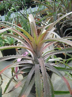 Bromelia flemmingii 