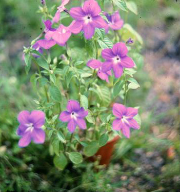 Browallia demissa 